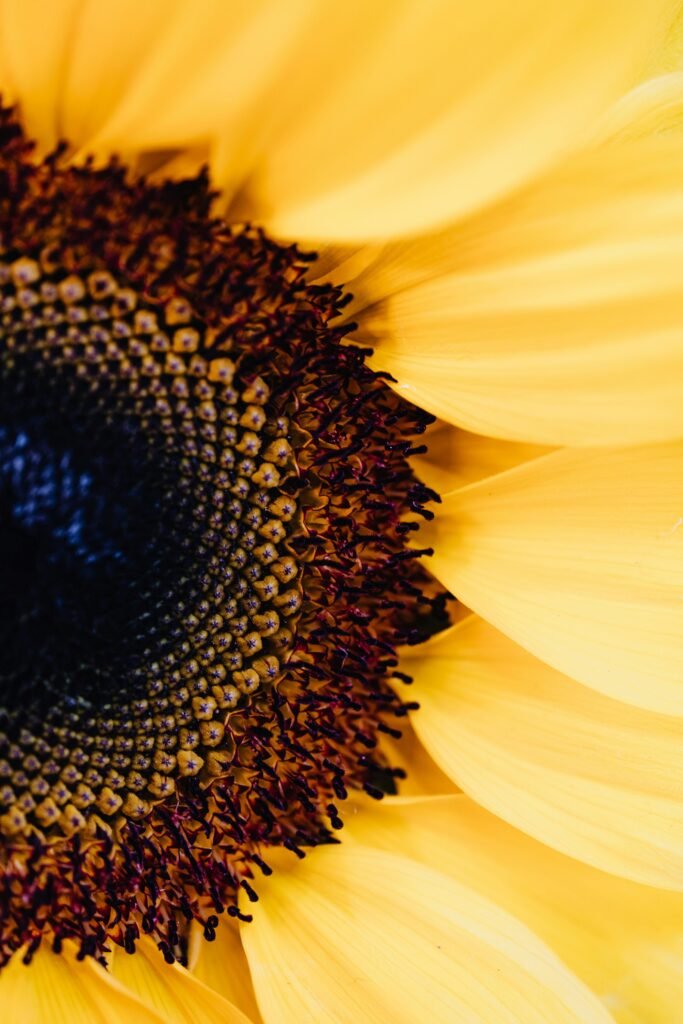 automotive Detailed macro image of a sunflower, capturing vibrant yellow petals and intricate stamen details.